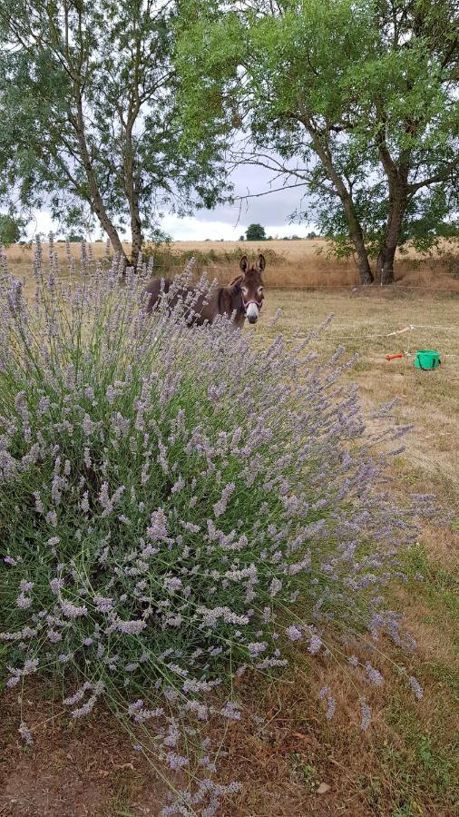 Camping La Petite Houmee Curzay-sur-Vonne Dış mekan fotoğraf